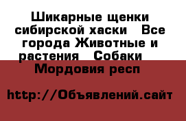 Шикарные щенки сибирской хаски - Все города Животные и растения » Собаки   . Мордовия респ.